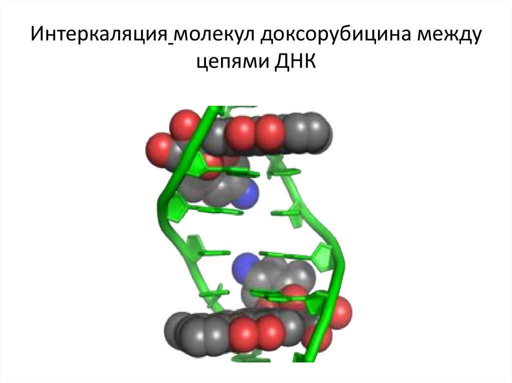 Интеркаляция молекул доксорубицина между цепями ДНК