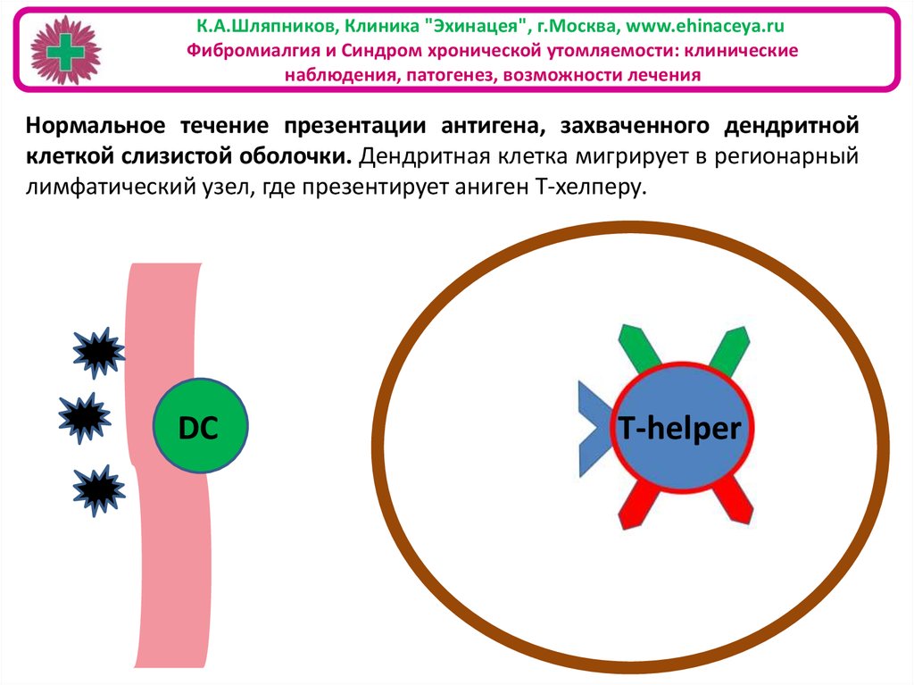 Презентация антигенов дендритными клетками