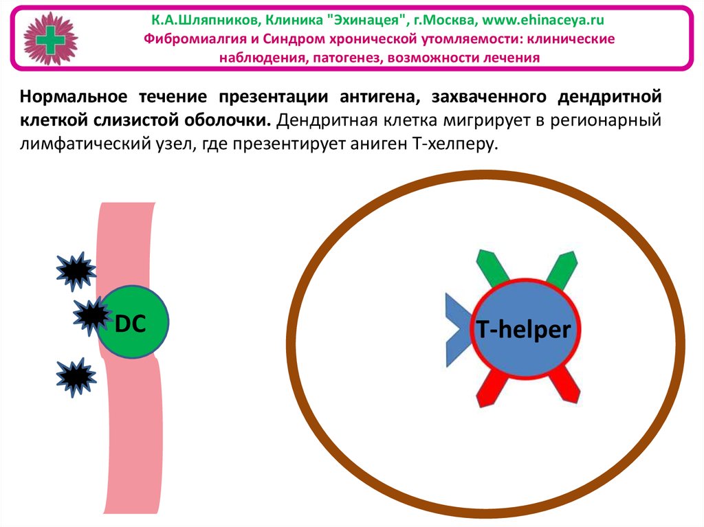 Презентация антигенов дендритными клетками