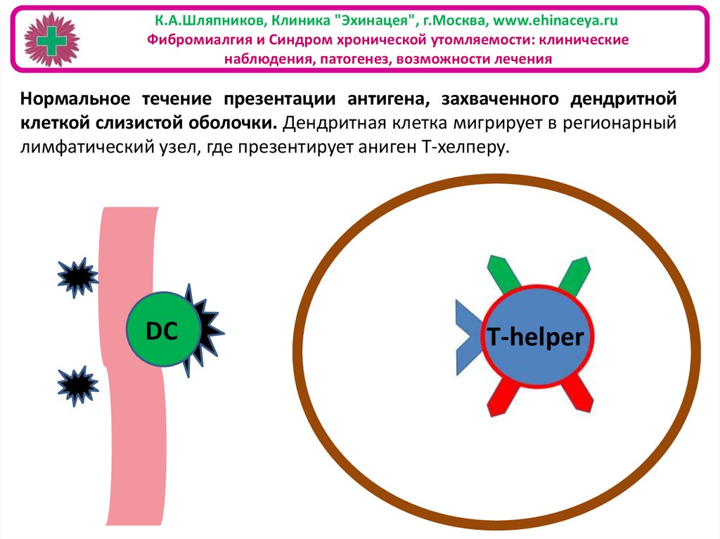 Презентация антигенов дендритными клетками