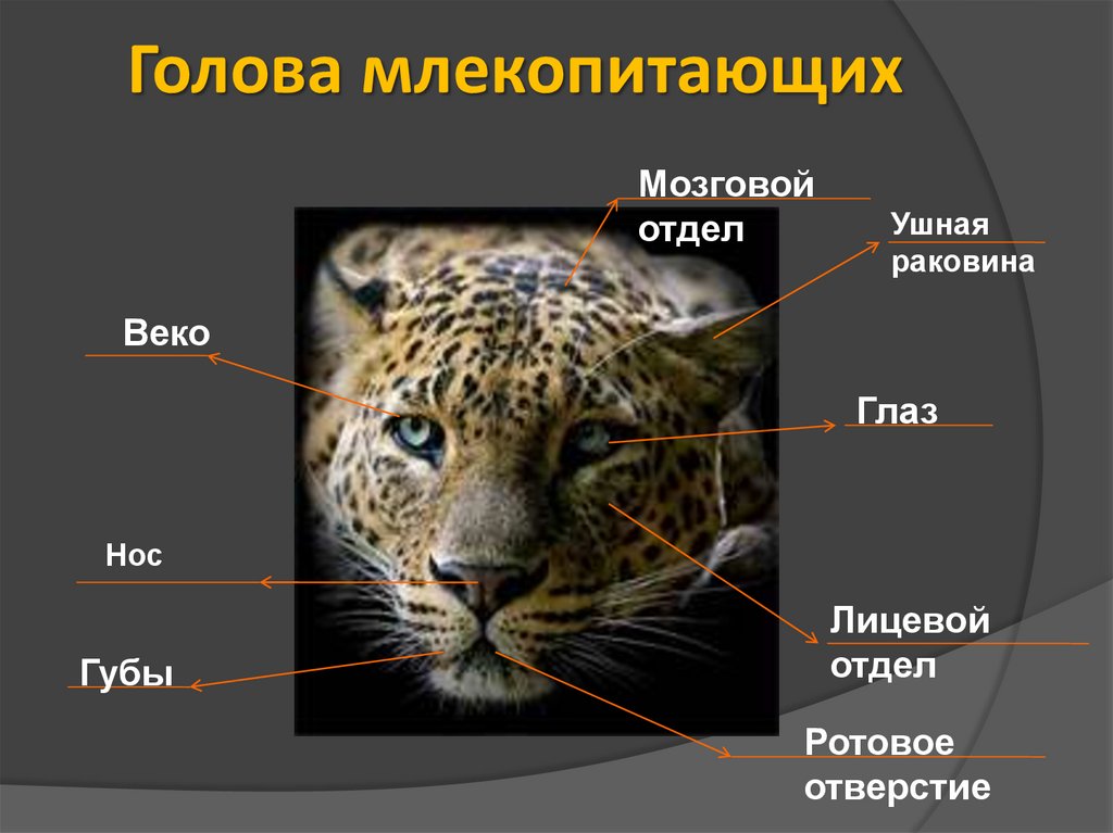 Изучить общий план строения тела млекопитающих кошка