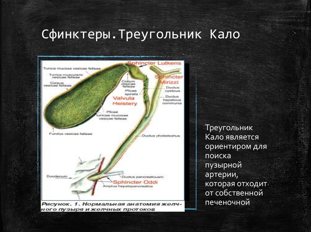 Треугольник кало схема