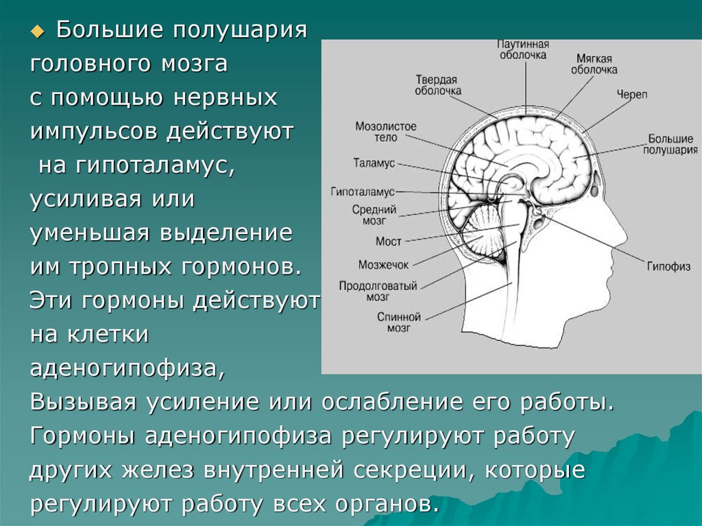 Регуляция больших полушарий мозга. Нейроэндокринная функция мозга. Нейроэндокринная регуляция промежуточный мозг. Гипоталамус за что отвечает.