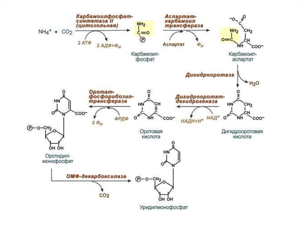 Общая схема синтеза и распада пиримидиновых нуклеотидов