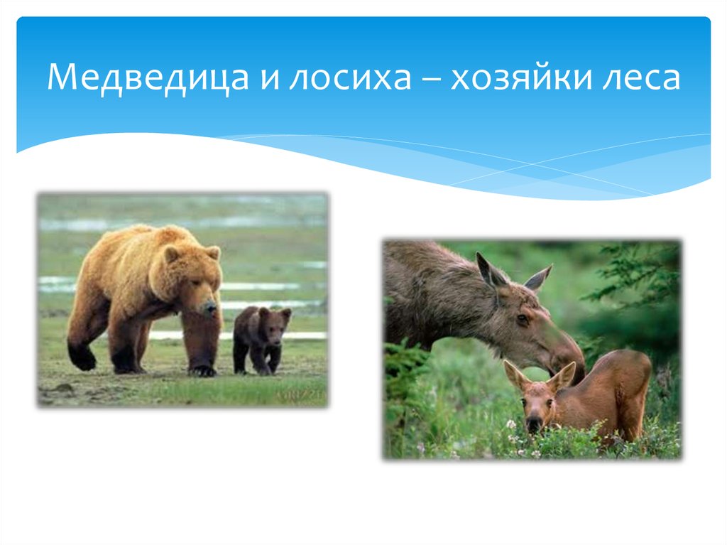 Медведица и лосиха – хозяйки леса