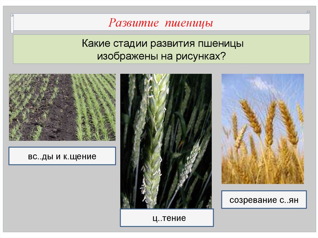 Фазы развития озимой пшеницы фото