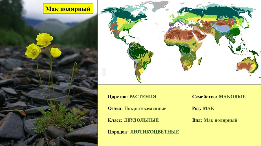 Покрытосеменные это царство отдел класс род. Анютины глазки царство отдел класс род семейство. Арахис царство отдел класс порядок семейство род вид. Царство отдел класс порядок семейство род вид тюльпан Геснера. Род класс семейство по порядку по увеличению.