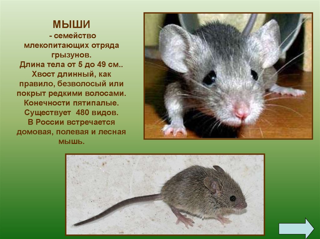Отряд грызуны общая характеристика. Мышиные (семейство). Семейства отряда грызунов. Мышь млекопитающее. Отряд мышиные.