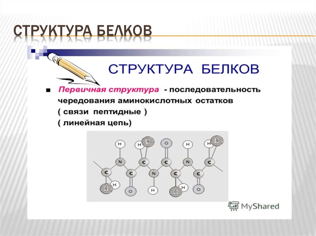 Первичная структура белка представляет собой