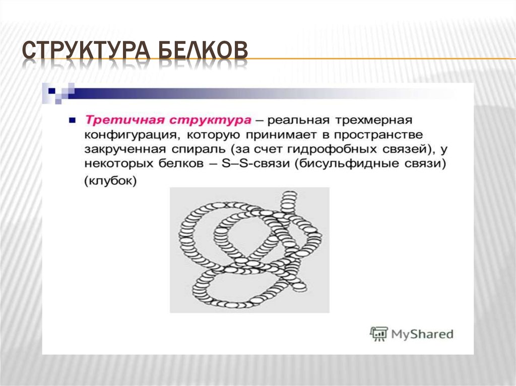 Строение белков. Третичная структура структура белка. Конфигурация третичной структуры белка. Третичная структура белка в пространстве. Третичная структура представляет собой.