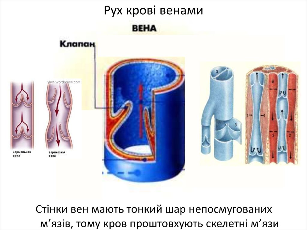 Работа клапанов вен