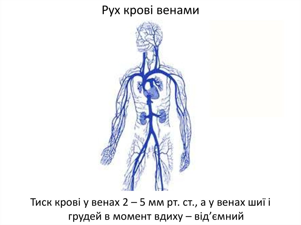 Венозная система рисунок