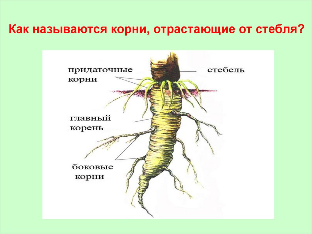 Какой цифрой на рисунке показаны придаточные корни