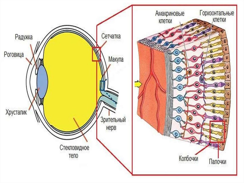 Функция сетчатки глаза человека. Горизонтальные клетки сетчатки. Амакриновые и горизонтальные клетки сетчатки. Амакринные клетки. Амакринные клетки сетчатки.