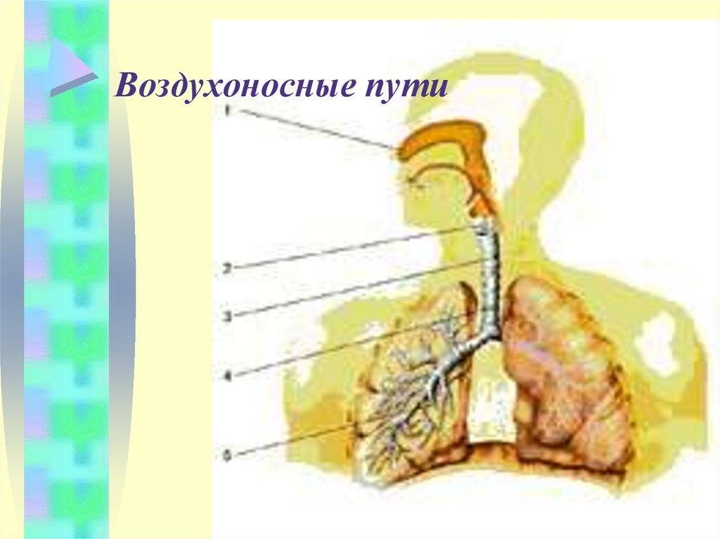 Обозначьте на рисунке названия элементов воздухоносных путей