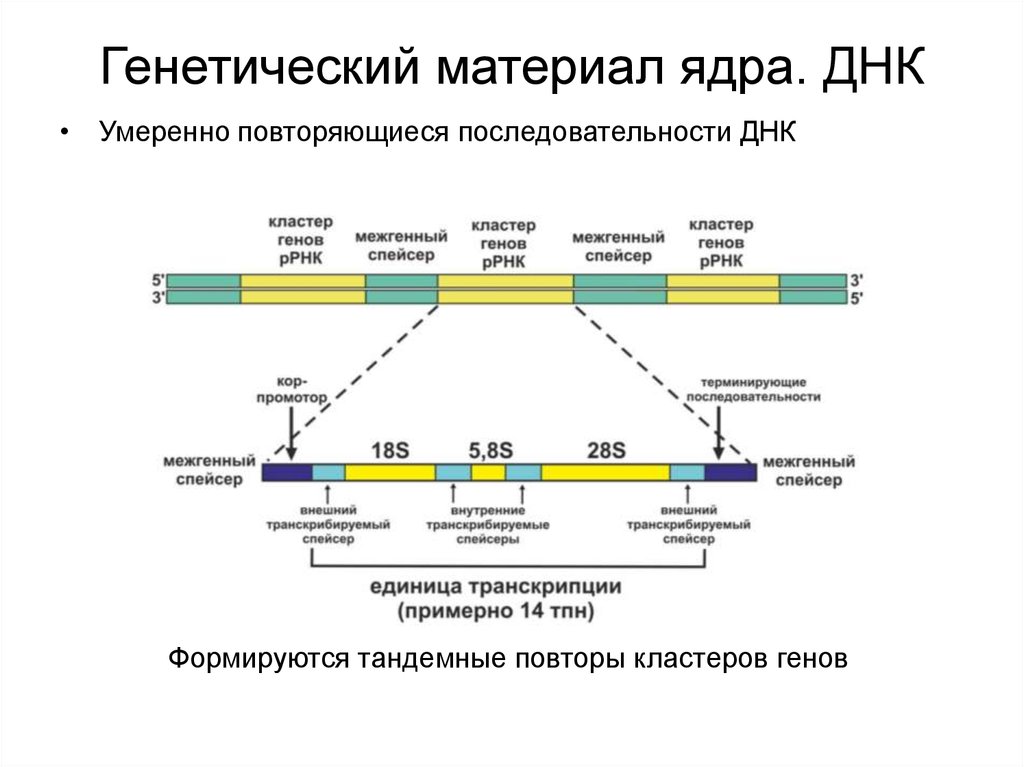 Наследственный материал ядра. Повторяющиеся последовательности генома. Умеренно повторяющиеся последовательности. Умеренно повторяющиеся последовательности ДНК. РНК кодирующие гены.