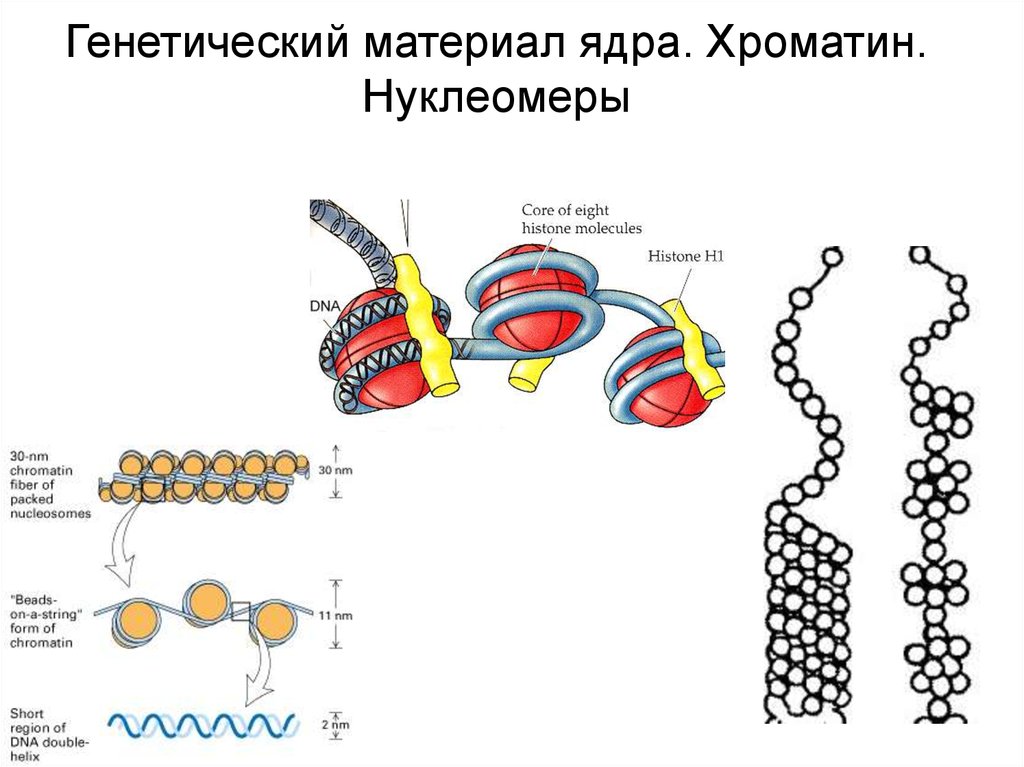 Ядерный хроматин. Нуклеомеры. Уровни организации хроматина. Ядерный генетический материал клетки. Уровни компактизации хроматина.