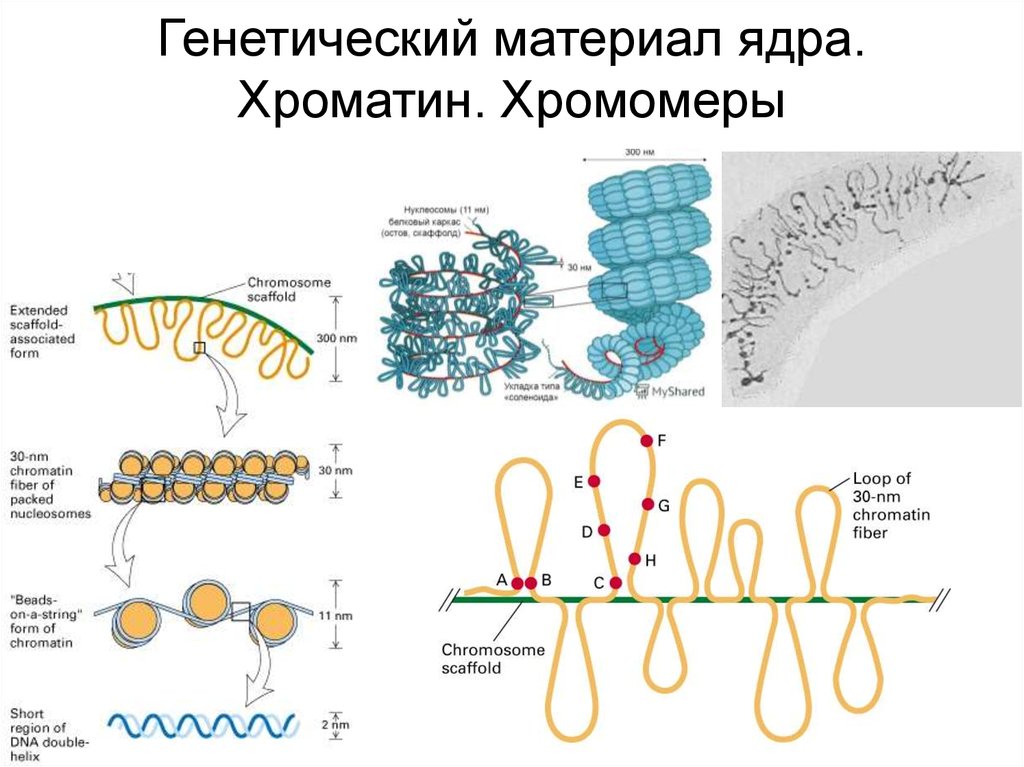 Наследственный материал хромосомы. Схема компактизации наследственного материала клетки. Хромонема и ХРОМОМЕРА. Уровни организации хроматина. Уровни структурной организации хроматина.
