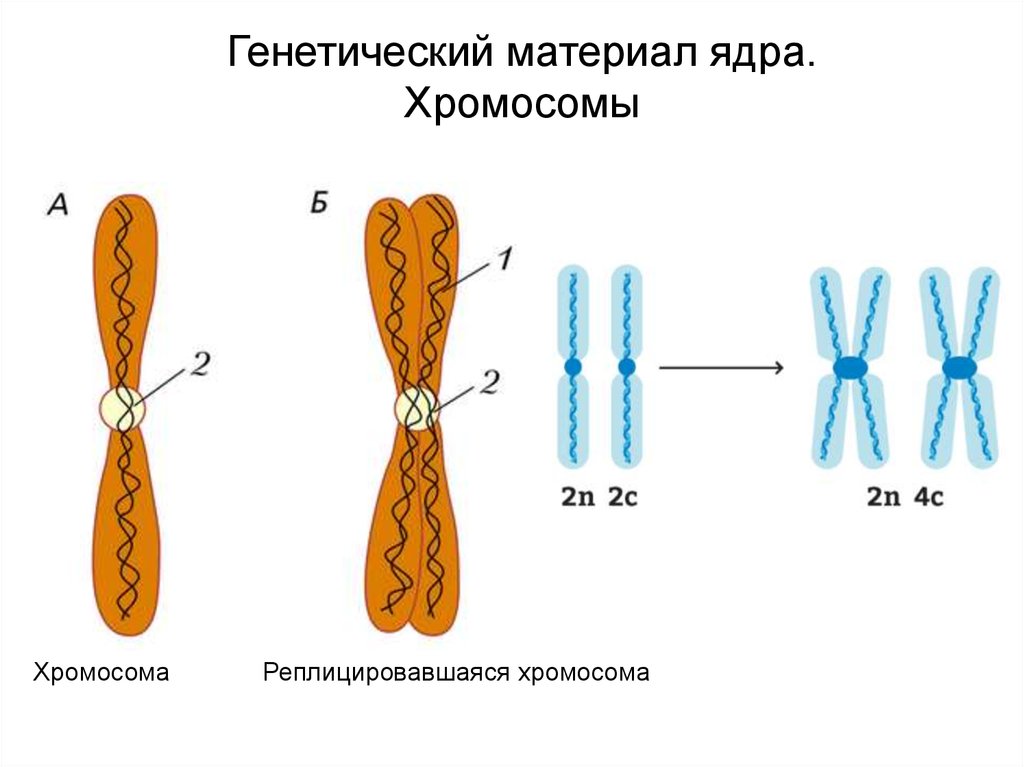 Молекулы днк находится в хромосомах. Хромосомы в ядре. Строение ядра хромосомы. Ядерные хромосомы. Генетический материал в ядре.