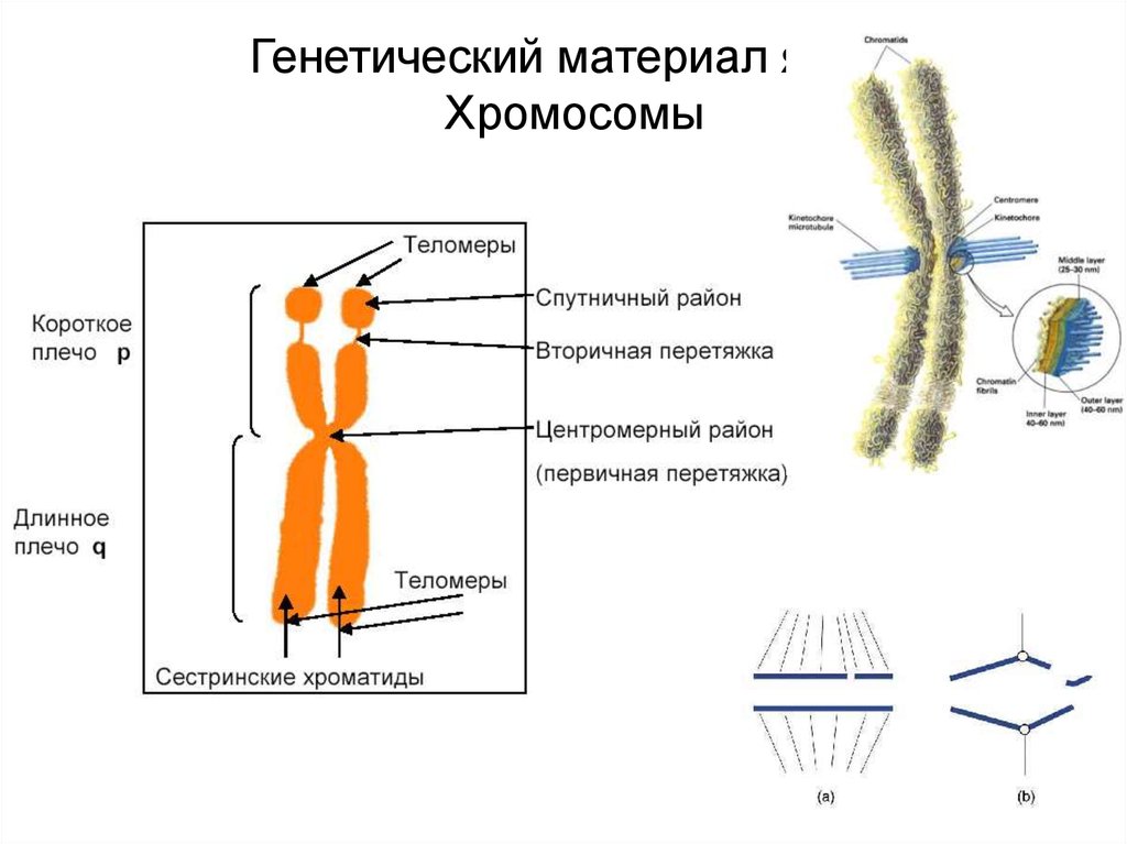 Сколько хромосом в ядре клетки. Ядерный аппарат клетки. Ядерный аппарат строение и функции. Генетический материал. Ядерный аппарат клетки строение и функции.