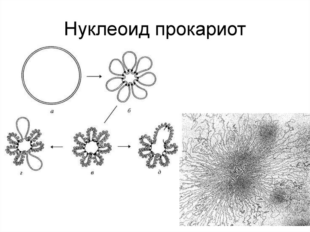 Нуклеоид прокариот. Нуклеоид бактерий строение. Нуклеоид строение. Нуклеоид бактериальной клетки. Нуклеоид в прокариотической клетке.