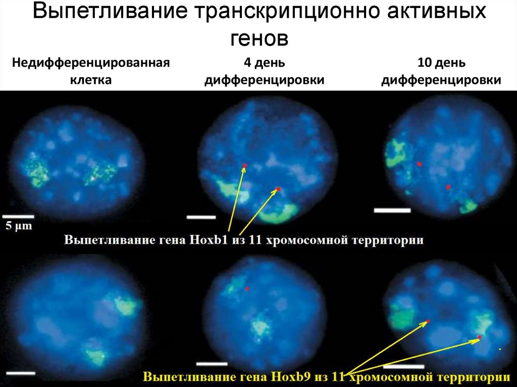 Активные клетки 4. Выпетливание. Активные гены.