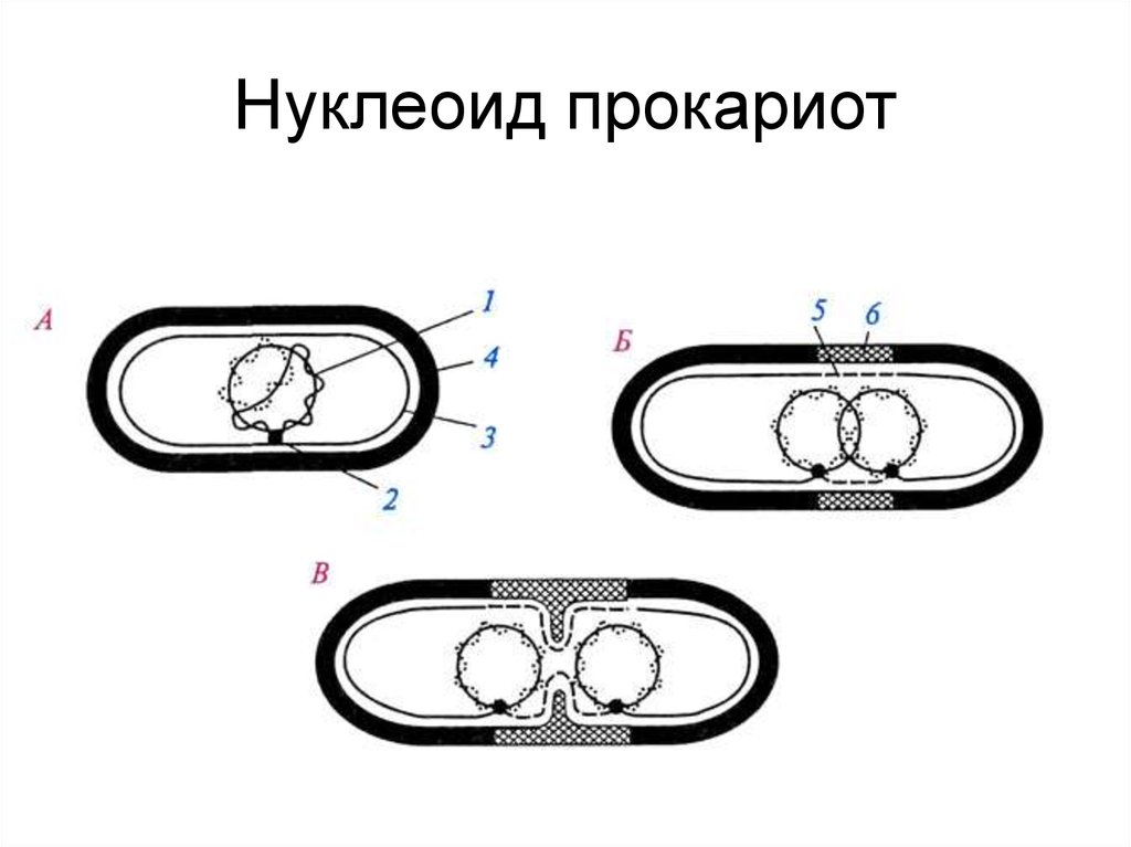 Нуклеоид прокариот. Нуклеоид у прокариот. Кольцевая молекула у прокариот. Нуклеоид рисунок. Кольцевая ДНК В нуклеоиде.
