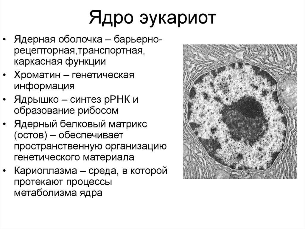 Функции клеточного ядра. Строение ядра эукариотической клетки 10 класс. Ядро эукариотической клетки строение и функции. Строение и функции ядерной оболочки эукариотической клетки. Строение ядра эукариотической клетки.