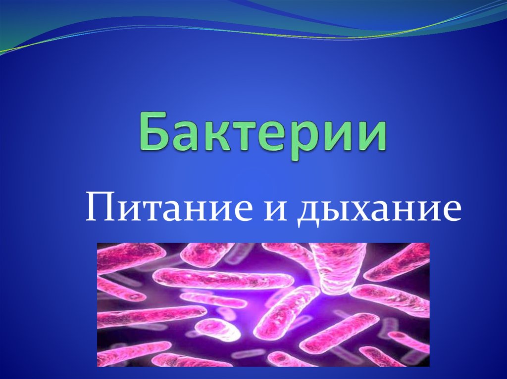 Питание бактерий. Питание и дыхание бактерий. Питанини двхание бактертй. Способы питания и дыхания бактерий. Питание микроорганизмов дыхание микроорганизмов.