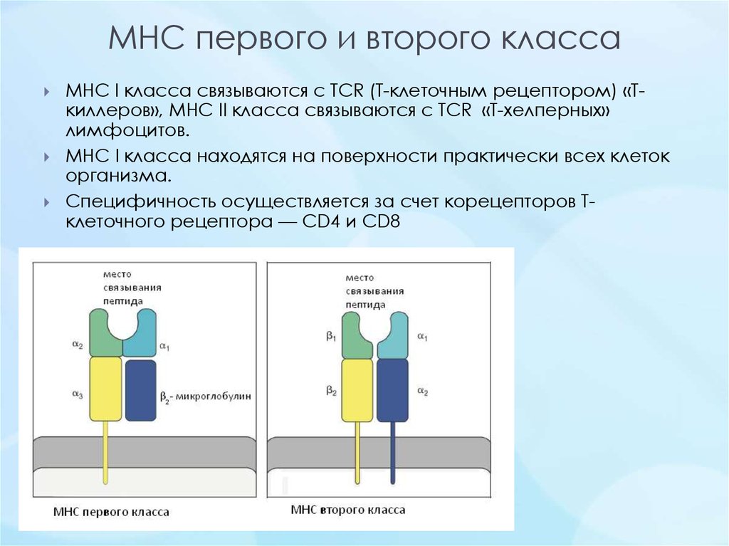 Функции первого класса. MHC 1 И 2. MHC 1 иммунология. MHC 2 иммунология. MHC 1 И 2 отличия.