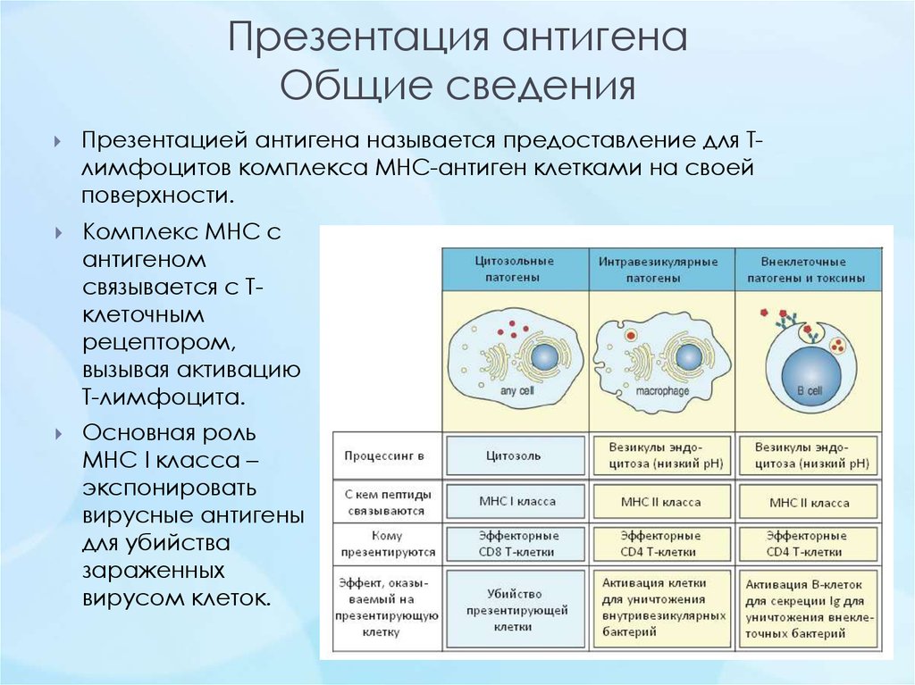 Презентация антигена лимфоцитам