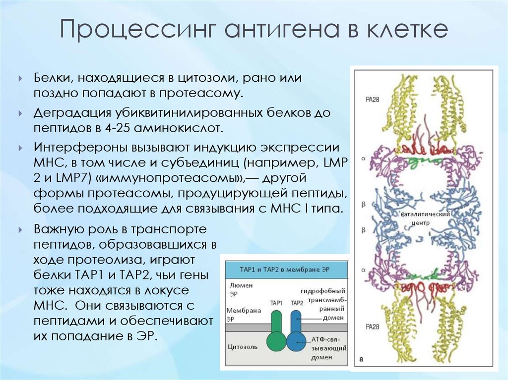 Механизм процессинга и презентации экзогенных и эндогенных антигенов