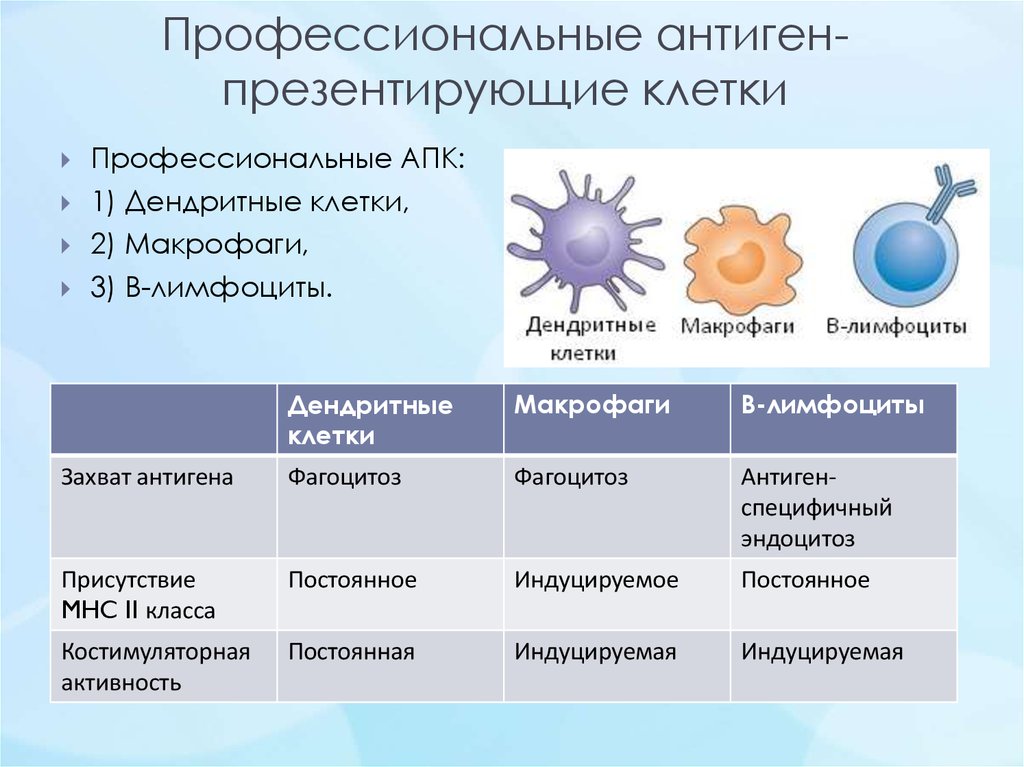 Презентация антигенов дендритными клетками