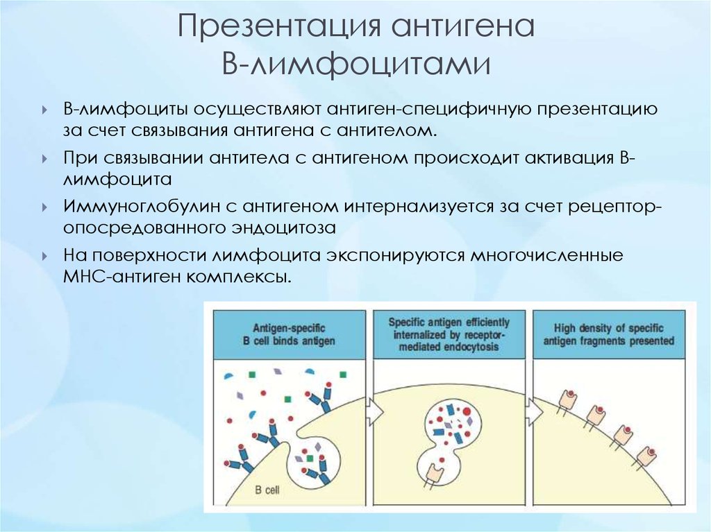 Презентация антигена т лимфоцитам