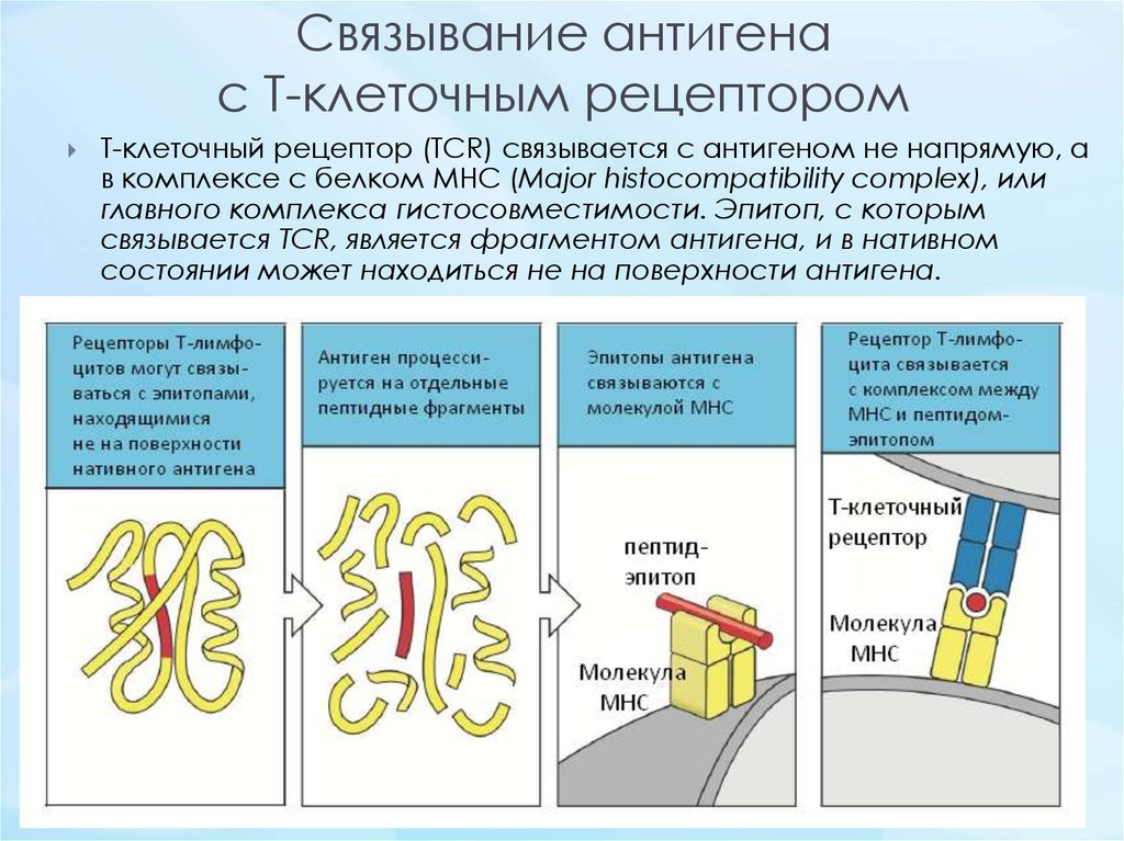 Процессинг антигена презентация антигена