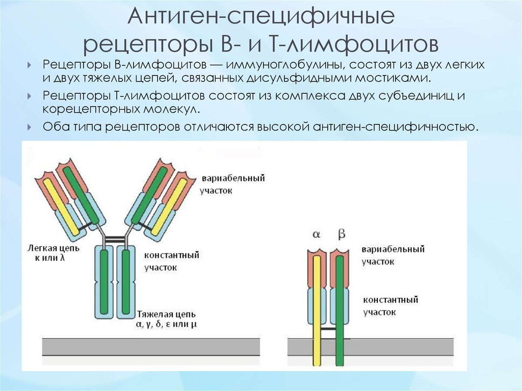 B рецептор