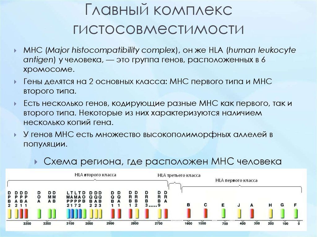 Главный комплекс