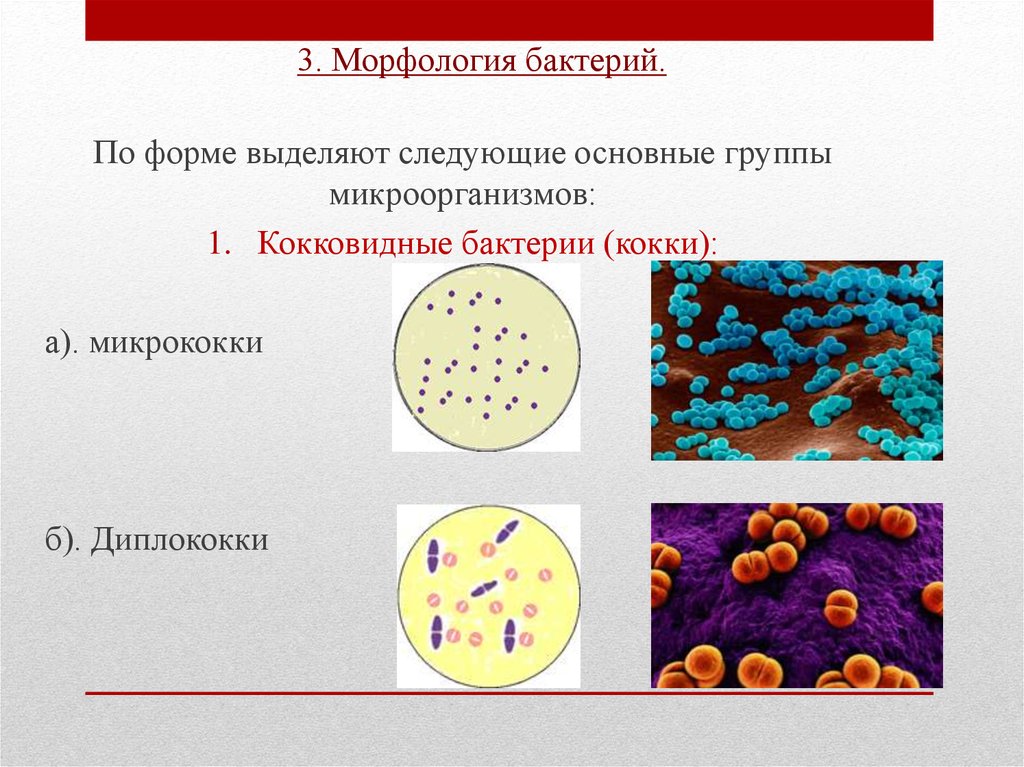 Три группы бактерий. Морфология основных групп бактерий микробиология. Морфология кокковых форм бактерий. Морфология микроорганизмов по форме. Морфологическая форма бактерий кокки.
