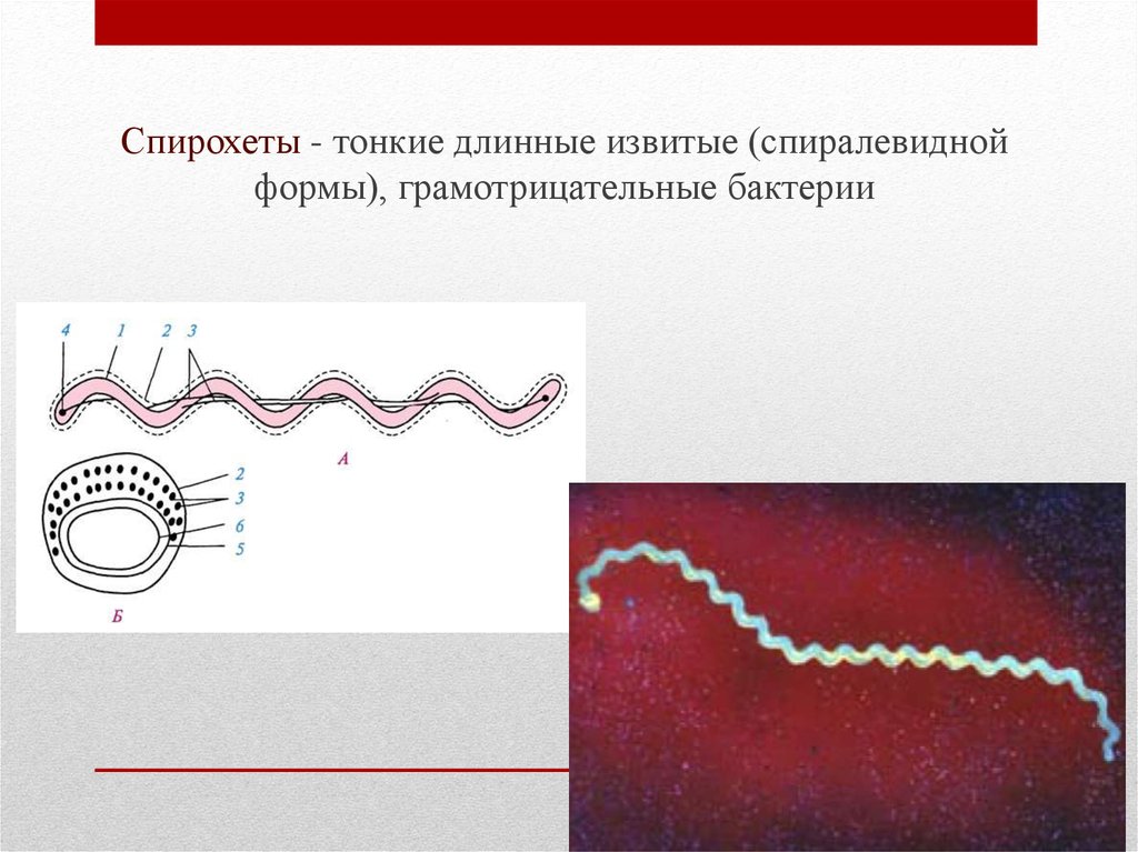 Спирохеты