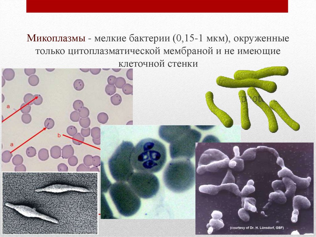 Покоящиеся формы микроорганизмов