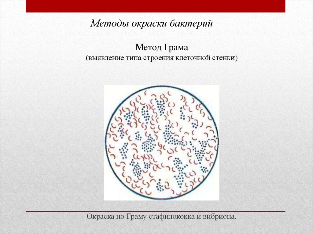 Морфология и систематика микроорганизмов презентация