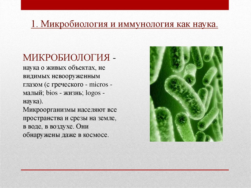 Пример живых организмов бактерии