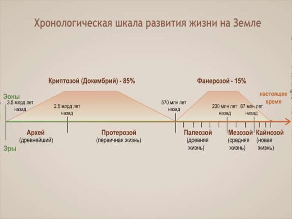 Развитие жизни человека. Хронологическая шкала развития жизни. Схема формирование жизни на земле. Этапы развития жизни. Этапы развития жизни на земле.