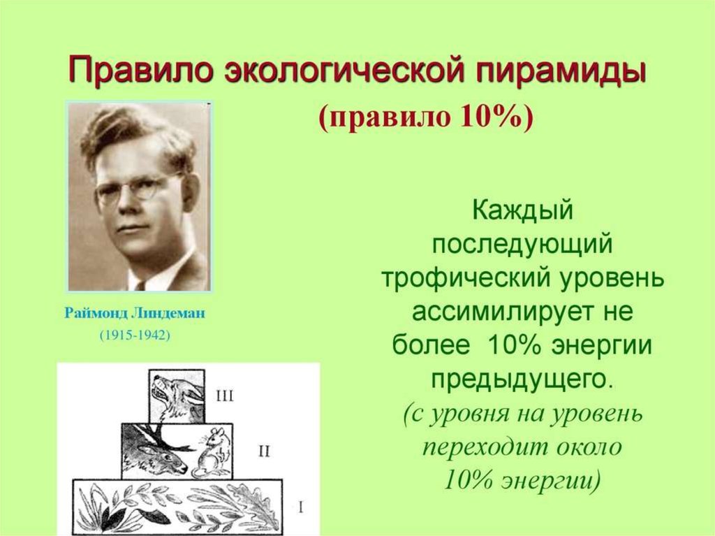 Экологические пирамиды презентация 11 класс