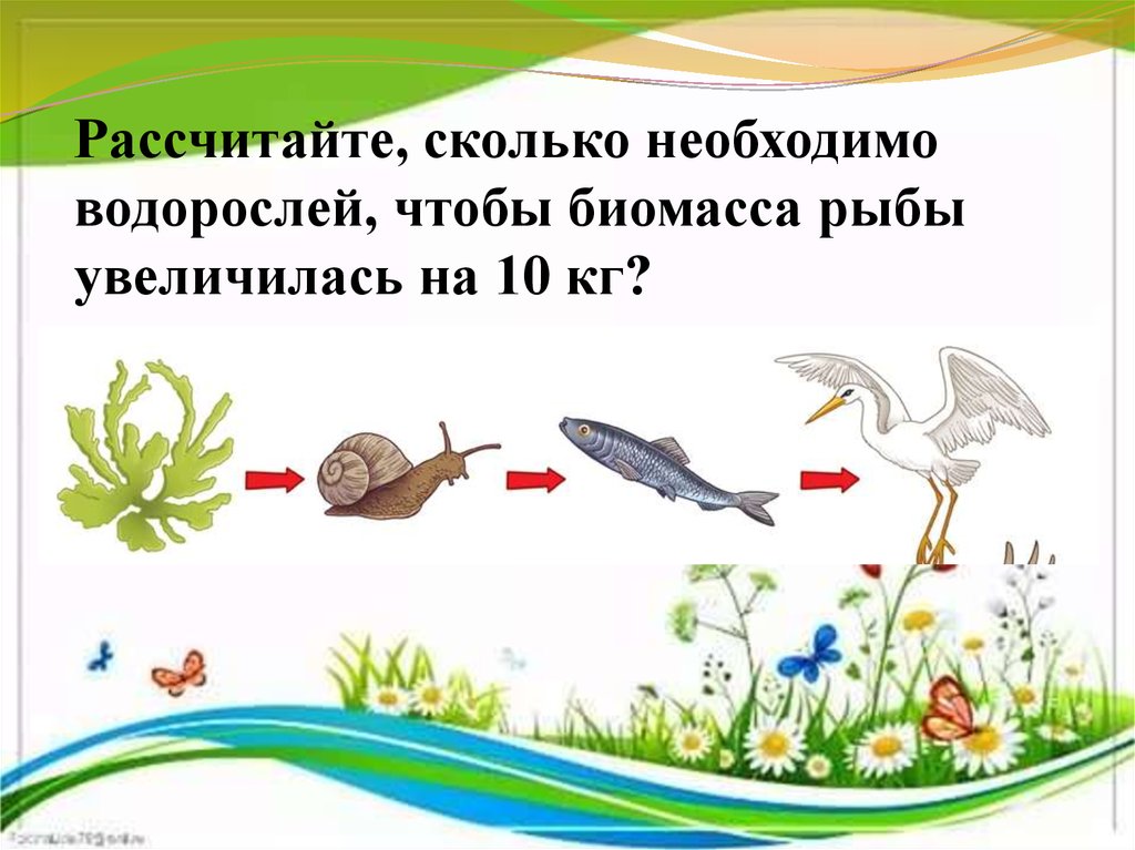 Рассчитайте, сколько необходимо водорослей, чтобы биомасса рыбы увеличилась на 10 кг?