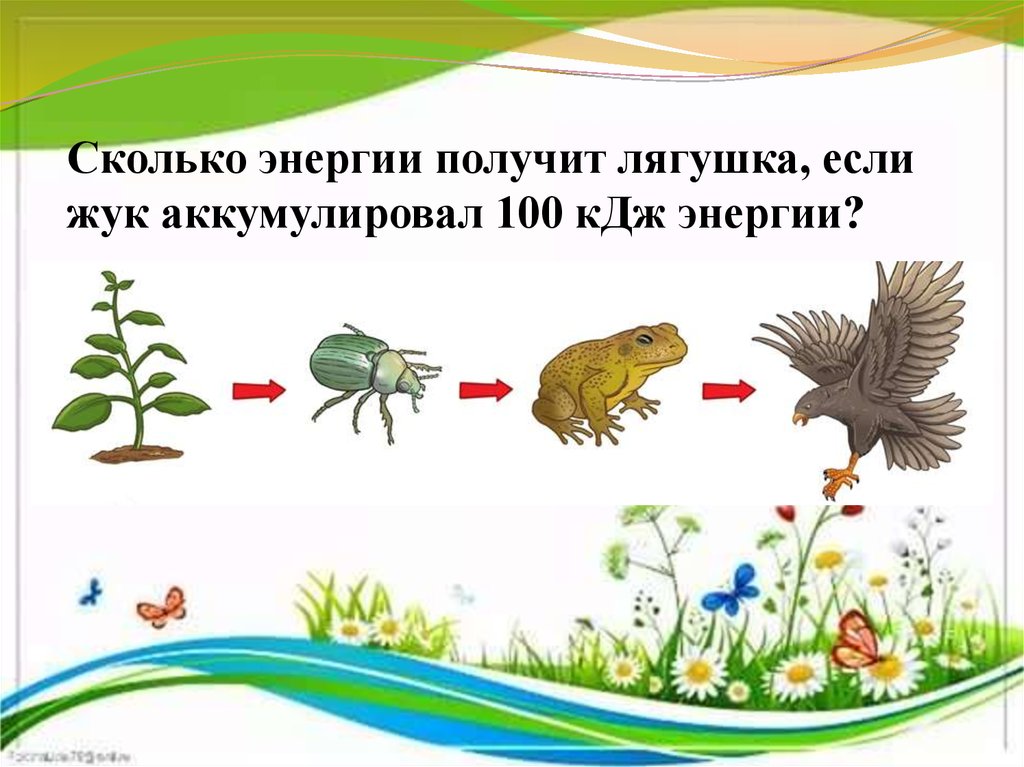 Цепь питания с лягушкой. Как животные получают энергию. Пищевые цепи и сети питания 5 класс презентация. Как получают энергию животные 2 класс. Как получают энергию животные 2 класс окружающий мир.