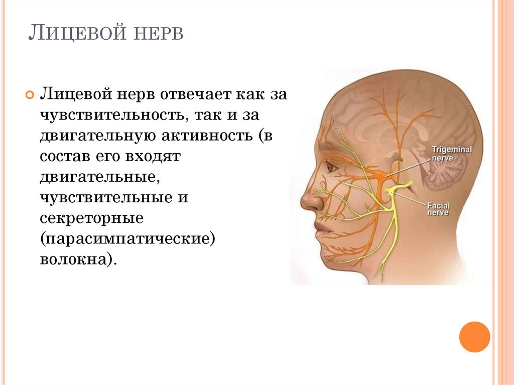 Лицевой нерв является. Неврит лицевого нерва анатомия. За что отвечает лицевой нерв. Лицевой нерв чувствительный.