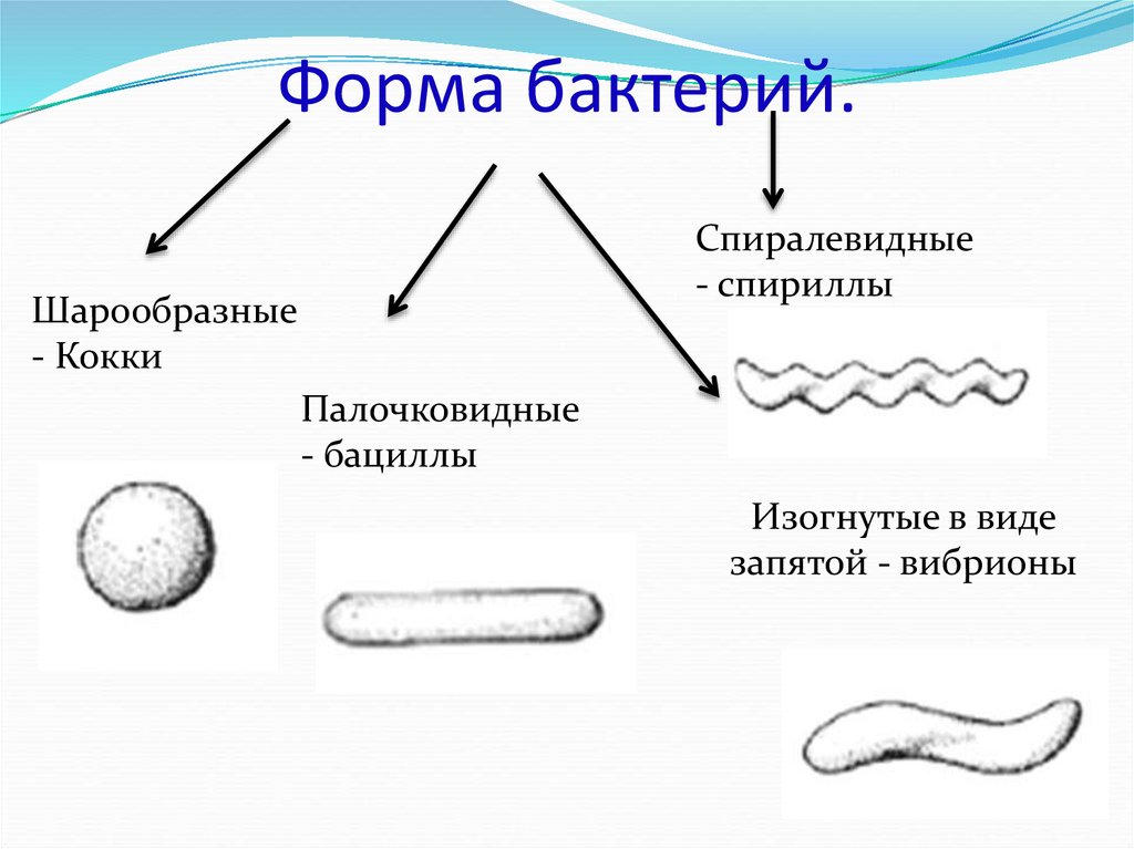 Спириллы это