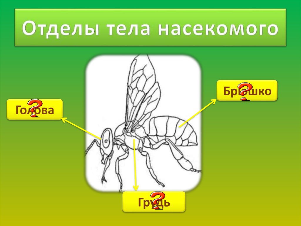 Жизнь насекомых тел. Отделы тела насекомых. Строение насекомых для дошкольников. Строение тела насекомых. Деление тела насекомых на отделы.