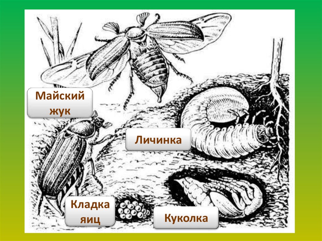 Этапы развития майского жука в картинках